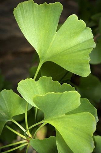 Ginkgo-bilobat