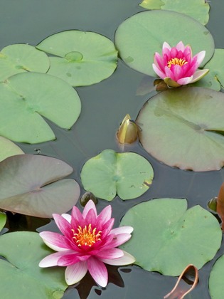 Lotus